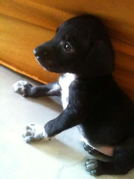 Cachorro ra a Não sei qual é idade Abaixo de 2 meses nome Alice e Oliver