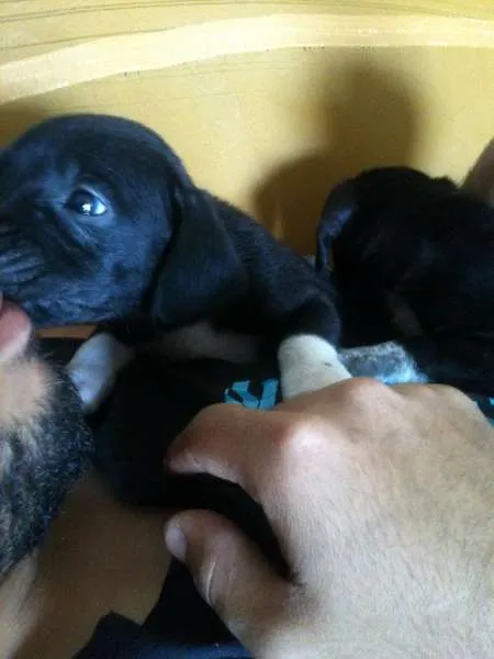 Cachorro ra a Não sei qual é idade Abaixo de 2 meses nome Alice e Oliver