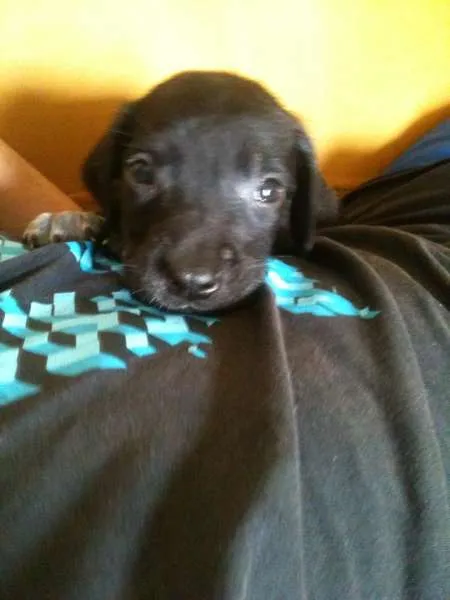 Cachorro ra a Não sei qual é idade Abaixo de 2 meses nome Alice e Oliver