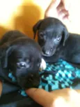 Alice e Oliver