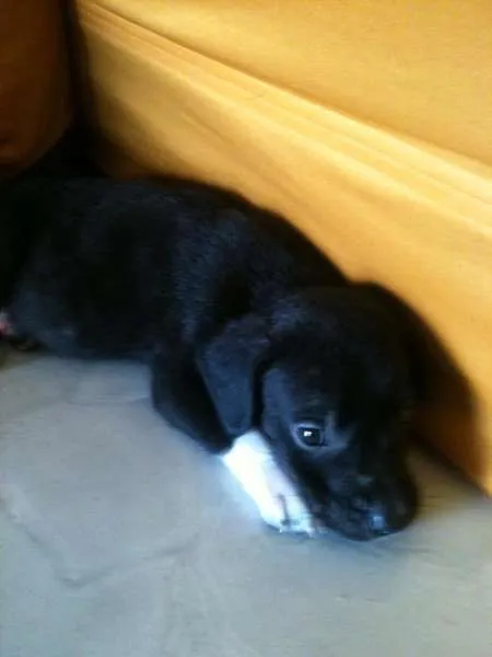 Cachorro ra a Não sei qual é idade Abaixo de 2 meses nome Alice e Oliver