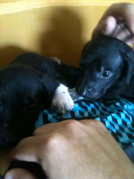 Cachorro ra a Não sei qual é idade Abaixo de 2 meses nome Alice e Oliver