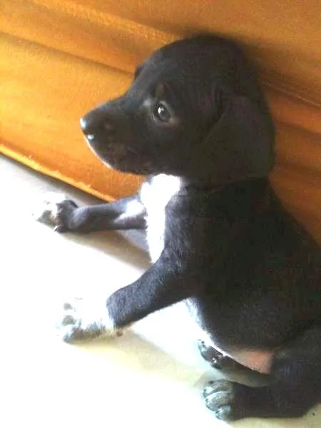 Cachorro ra a Não sei qual é idade Abaixo de 2 meses nome Alice e Oliver