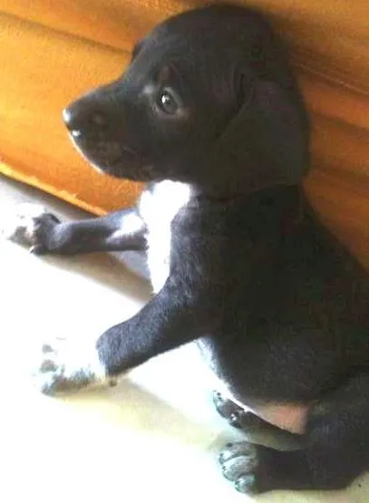 Cachorro ra a Não sei qual é idade Abaixo de 2 meses nome Alice e Oliver