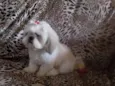 Otto