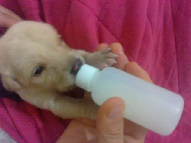 Cachorro raça pequena idade Abaixo de 2 meses nome cacheadinha