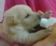 cacheadinha
