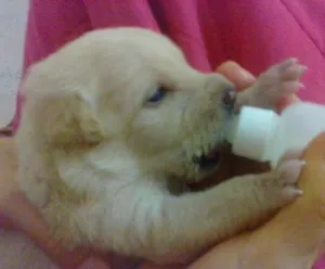 Cachorro raça pequena idade Abaixo de 2 meses nome cacheadinha