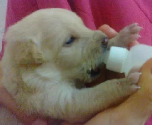 Cachorro raça pequena idade Abaixo de 2 meses nome cacheadinha