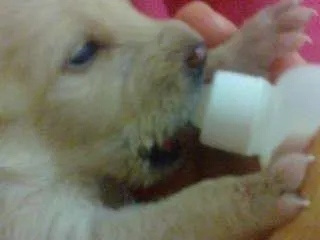Cachorro raça pequena idade Abaixo de 2 meses nome cacheadinha