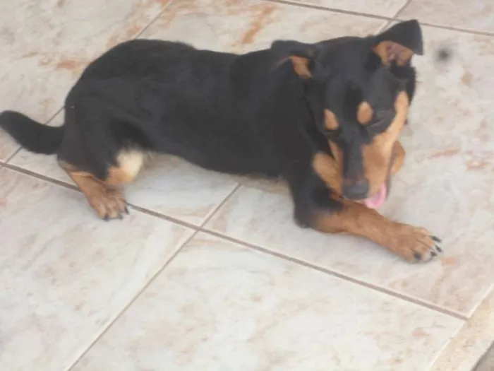 Cachorro ra a vira lata idade 7 a 11 meses nome mickei
