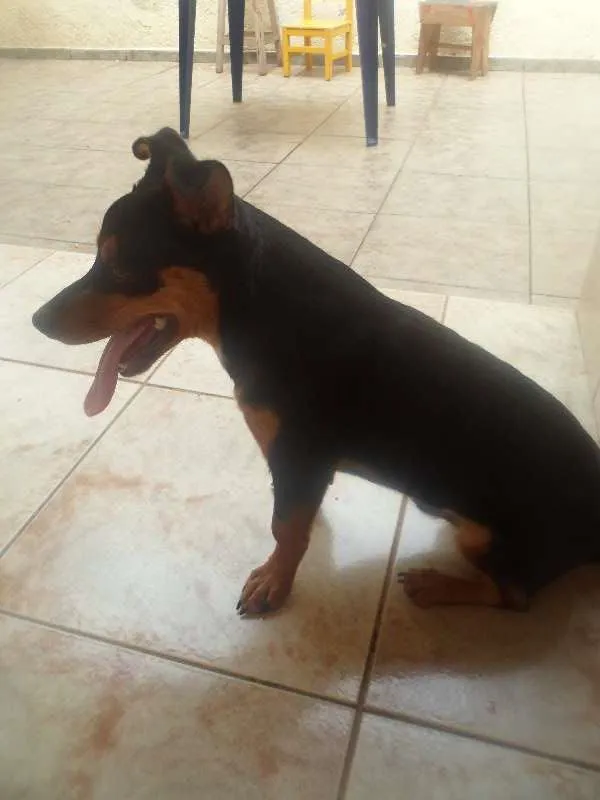 Cachorro ra a vira lata idade 7 a 11 meses nome mickei