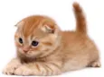 Gato