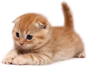 Gato raça SRD idade 2 a 6 meses nome Gato