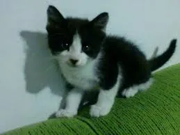 Gato raça SRD idade 2 a 6 meses nome Gato