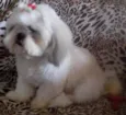 Otto