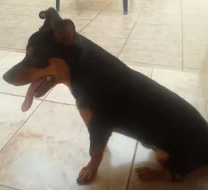 Cachorro raça vira lata idade 7 a 11 meses nome mickei