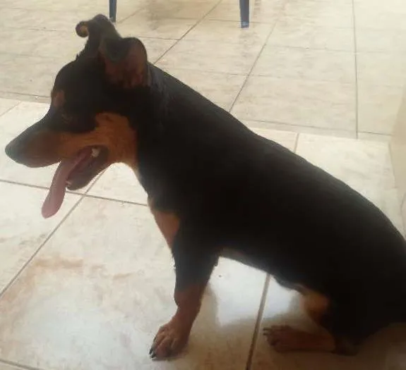 Cachorro ra a vira lata idade 7 a 11 meses nome mickei