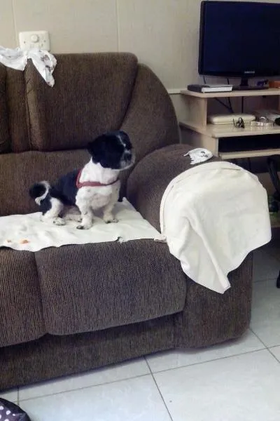 Cachorro ra a shitzu idade 1 ano nome manolinho