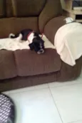 manolinho