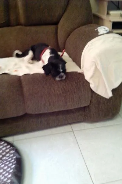 Cachorro ra a shitzu idade 1 ano nome manolinho