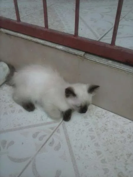 Gato raça ciamez idade Abaixo de 2 meses nome sem nomes