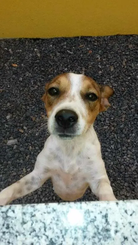 Cachorro ra a vira lata idade 1 ano nome Pupys