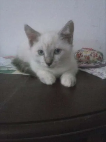 Gato raça ciamez idade Abaixo de 2 meses nome sem nome