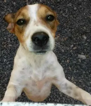 Cachorro raça vira lata idade 1 ano nome Pupys