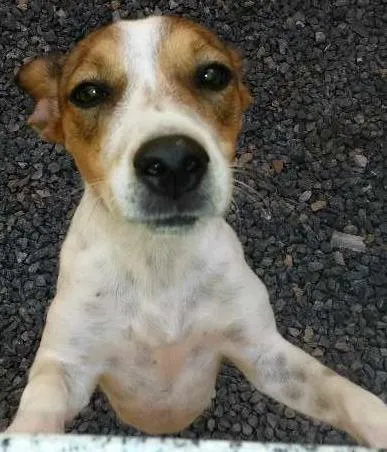 Cachorro ra a vira lata idade 1 ano nome Pupys