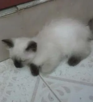 Gato raça ciamez idade Abaixo de 2 meses nome sem nomes