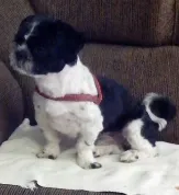 Cachorro raça shitzu idade 1 ano nome manolinho