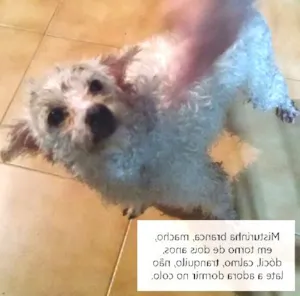 Cachorro raça Indefinido idade 1 ano nome Oswaldinho