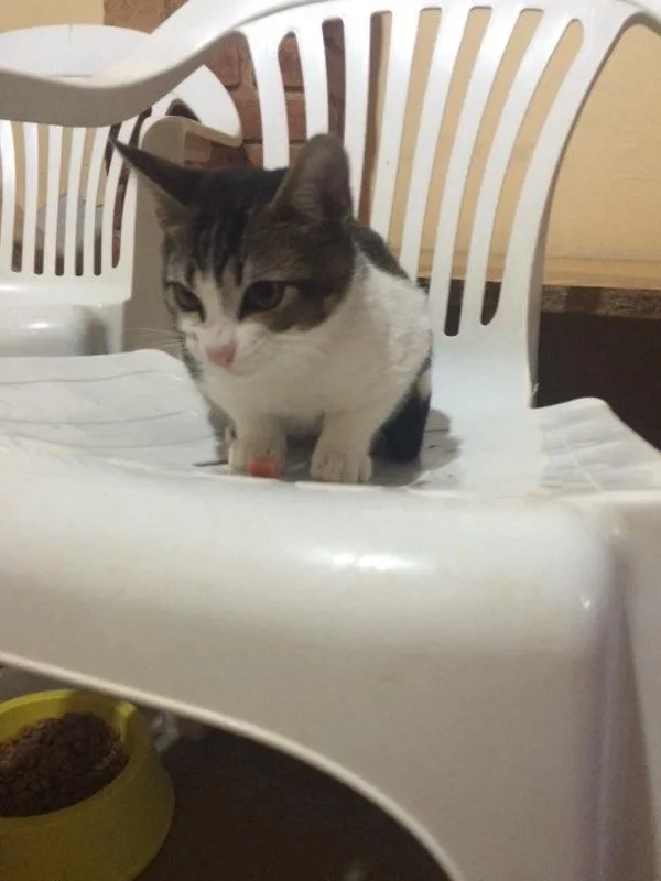 Gato ra a Srd idade 2 a 6 meses nome Gatinho 