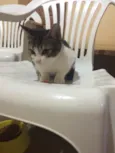 Gatinho