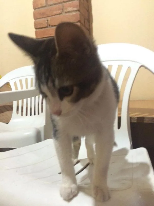 Gato ra a Srd idade 2 a 6 meses nome Gatinho 