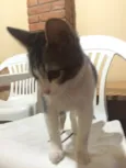 Gatinho