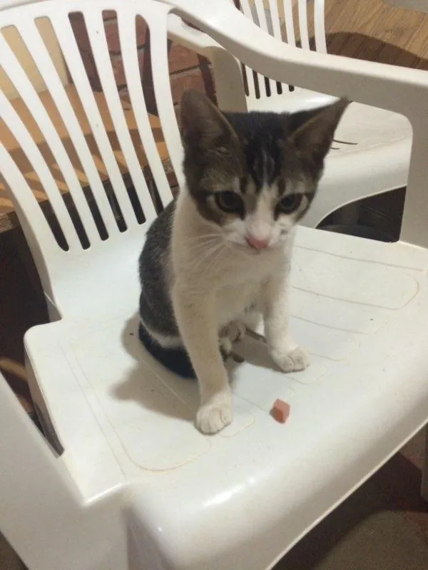 Gato ra a Srd idade 2 a 6 meses nome Gatinho 