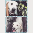 Marley (Brancão)
