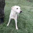 Marley (Brancão)