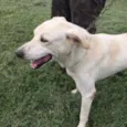 Marley (Brancão)