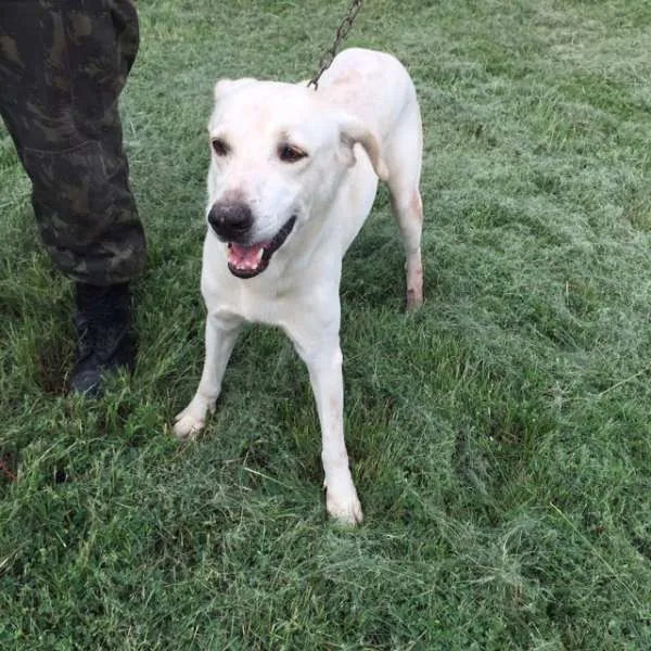 Cachorro ra a vira lata parecido com características de labrador idade 4 anos nome Marley (Brancão)