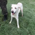 Marley (Brancão)