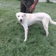 Marley (Brancão)