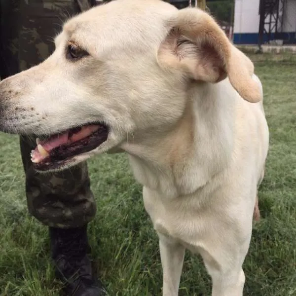 Cachorro ra a vira lata parecido com características de labrador idade 4 anos nome Marley (Brancão)