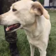Marley (Brancão)