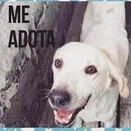 Cachorro ra a vira lata parecido com características de labrador idade 4 anos nome Marley (Brancão)