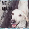 Marley (Brancão)