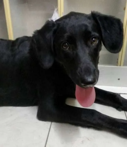 Cachorro ra a SRD idade 7 a 11 meses nome PANTERA