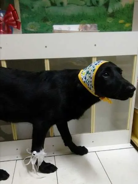 Cachorro ra a SRD idade 7 a 11 meses nome PANTERA